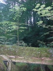 4052.jpg